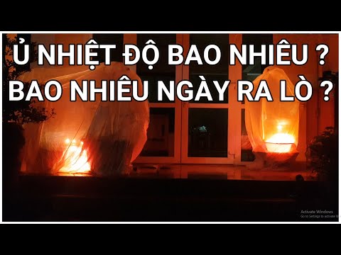 🔴 QBS2165 - Ủ MAI VÀNG Ở NHIỆT ĐỘ BAO NHIÊU LÀ VỪA || Ủ MAI VÀNG BAO NHIÊU NGÀY ĐỂ HOA NỞ ĐÚNG TẾT