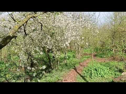 unser essbarer Waldgarten im April 2024