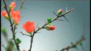 SIFF 2008: Official Festival Trailer (Short Cut)