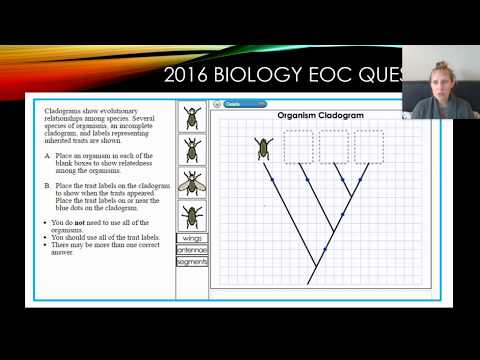 Esl Cladogram Practice