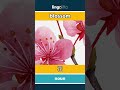 blossom - 花 video thumbnail