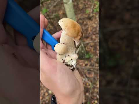 Grzyby o tej godzinie?! 😳 Byliście już na grzybach? 😁 #grzyby #las #jesien #krisbringsfun