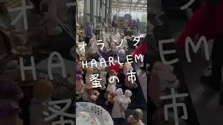 オランダのハーレムの屋内蚤の市!