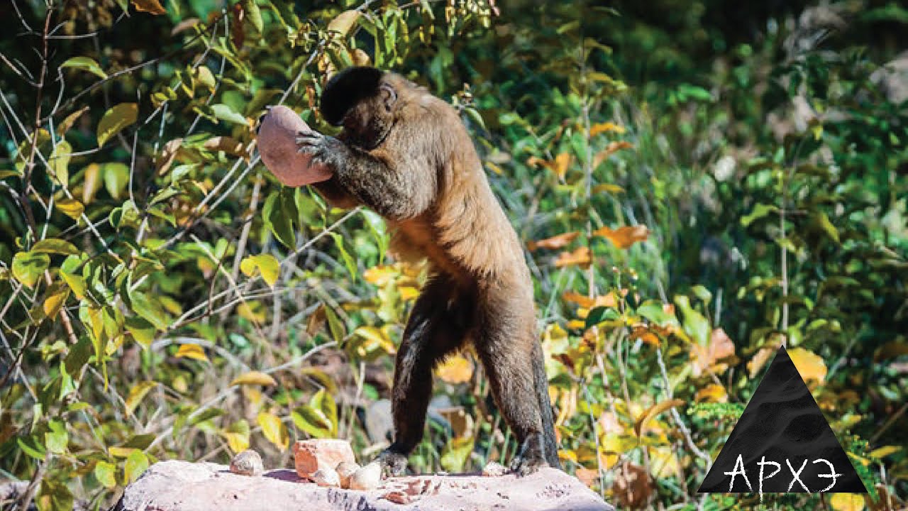 Орудия животных. Орангутанг самая умная обезьяна. Шимпанзе человекообразные обезьяны. Приматолог дайан фосси. Хищные обезьяны.
