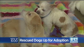 Rescued Chihuahuas Up For Adoption