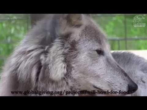 Will Howl for Food!
