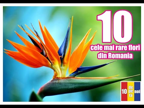 , title : '10 Cele mai rare flori din Romania'