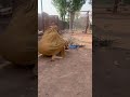 Toofan K Baad Bht Gand Nikla Village Life Desilifestyle Villagelife Mudhouse Shorts
