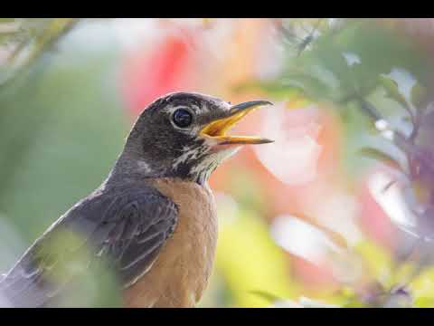 KALAPU FŌFŌ’ANGA (KOLOFO’OU) FUIVA PELE