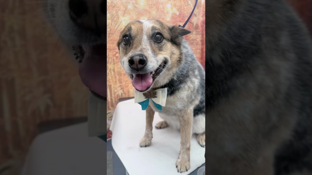 Enlarge Zoe, a Adoptable Australian Cattle Dog / Blue Heeler in Jonestown, PA video 2/6