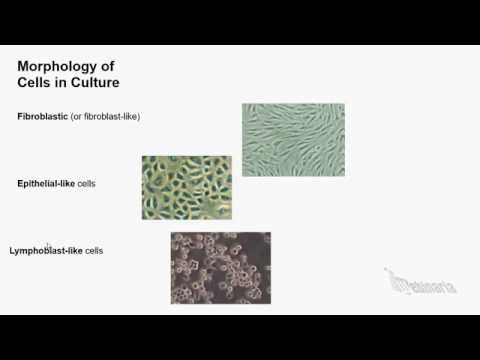 Cell Culture and Cell Lines Basics