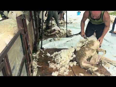 Tosatura pecora in 1 minuto e 24 secondi 