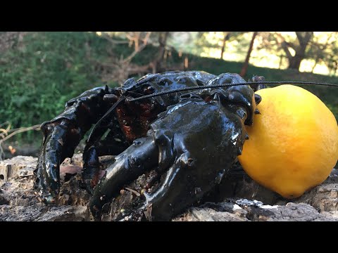 Ep. 1| CHRISTMAS CRAYFISH| Catch and Cook