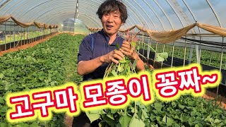 고구마모종이 꽁짜 입니다 오셔서 뜯어가세요~