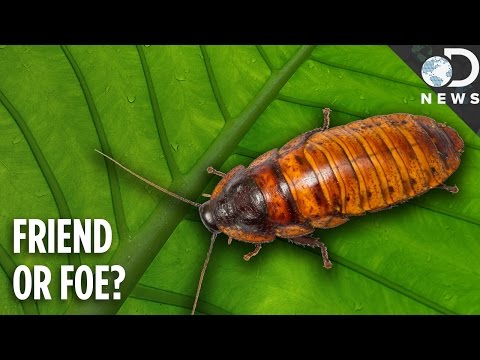 Why Do Cockroaches Even Exist?