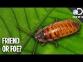 Why Do Cockroaches Even Exist? Why Do Cockroaches Even Exist?