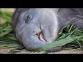 The Curtest Baby Elephant Video Compilation