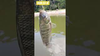 olha ele aí #shorts