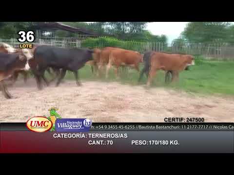 Lote 70 Terneros/as en Lomas de Vallejos, Corrientes