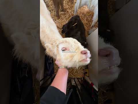 Krávy v Tryskáči 🐮💀