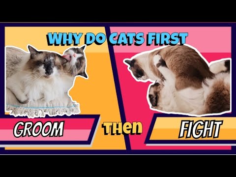 Why Do My Cats Groom Each Other And Then Fight? The Reason, Explained