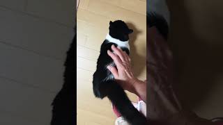 今朝も元気よくごあいさつ #cat #ねこ #ねこ動画 #ねこと暮らす #かわいい猫