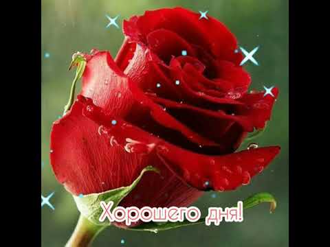 Пожелания хорошего дня!