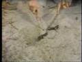 Playing With Poop Or A Scat Hotdog