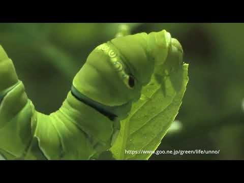 ナミアゲハの幼虫の食事