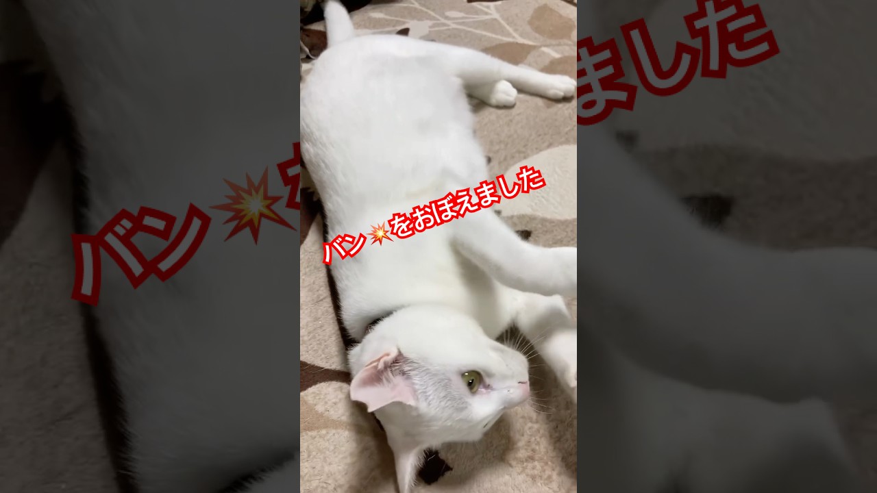 シロさん、バンを覚えました✨