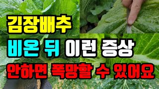 김장배추 잎에 노란반점, 검은 줄무늬 이상 증상 이대로 뒀다간 김장 어려울수도있어요. 지금 확인하세요