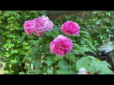 Hotel Promenade Gartenzauber