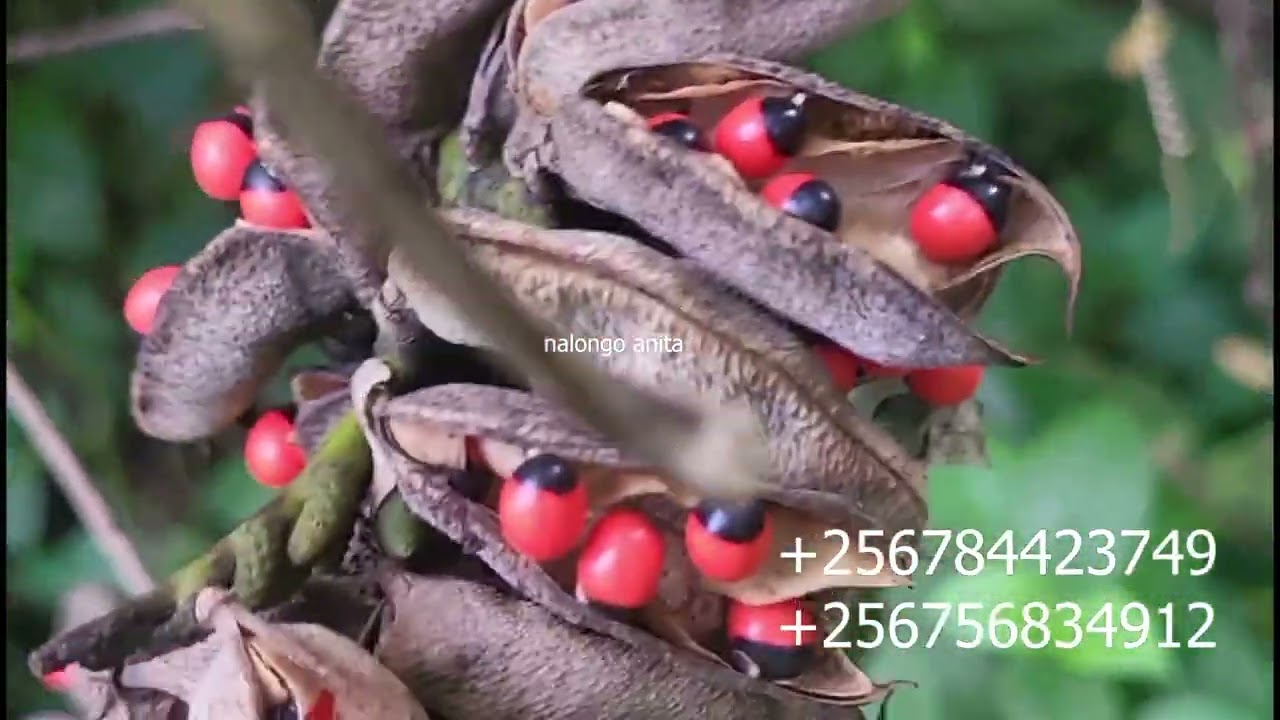 Olusiiti dagala nyo eli abaami nabakyala.Nalongo Anita