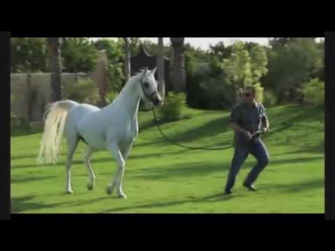 el farida stud - trailer - Omar Soliman