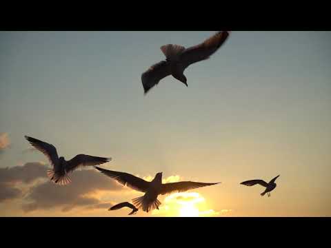 Birds Flying  in the Sky at Sunset /🌅beauty of nature/ bird music video/birds flying video