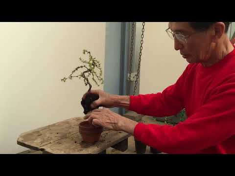 How to wire a Larch bonsai tree