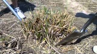 How to dig and divide ornamental grasses - Tip from Alwerdts Gardens in Altamont, Illinois