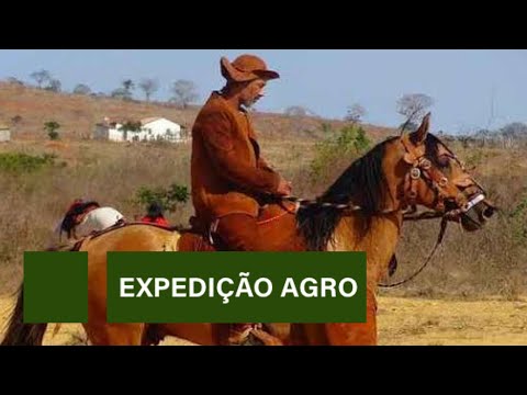 Fazenda preserva o cavalo nordestino no Piauí
