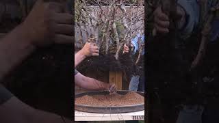 Why I don&#39;t use organic soil for bonsai #Shorts