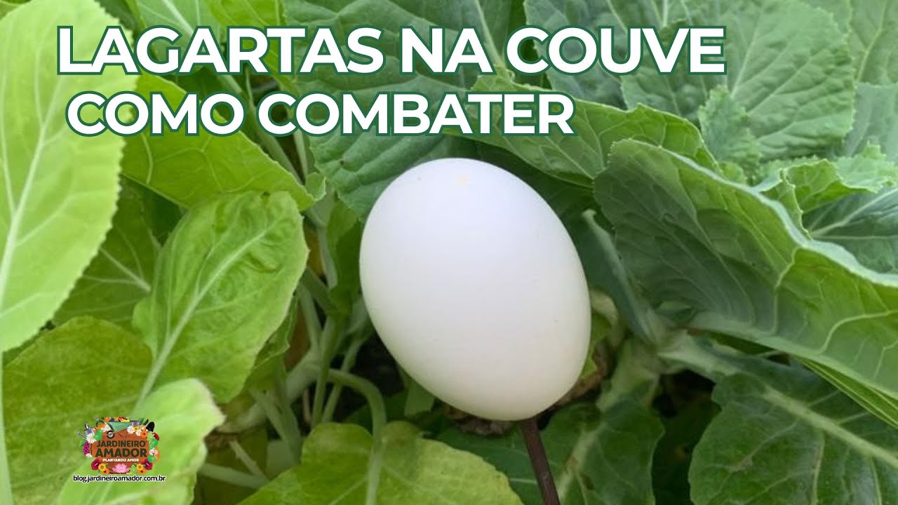 Lagartas na horta - como combater