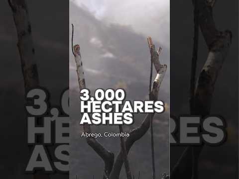 Environmental emergency in Norte de Santander: Wildfire wipes out crops and livelihoods