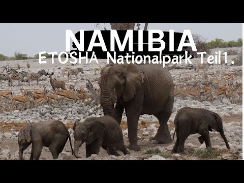 Namibia I Etosha Nationalpark🐘 I Highlights I Ratschläge I Erfahrungen I als Selbstfahrer I