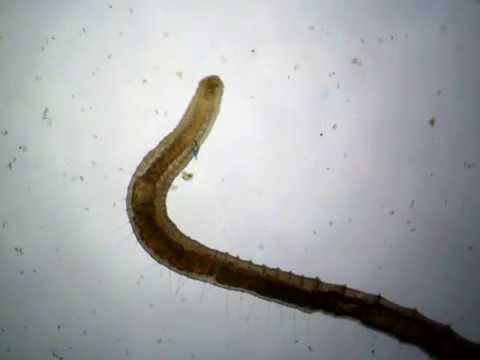 Detritus worm from my Aquarium