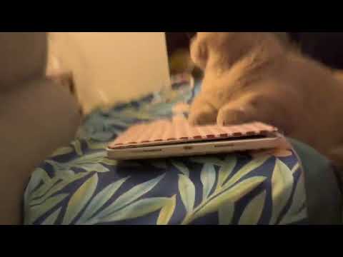 #catsshorts #cats #cute 🐱🐱