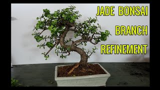 Jade Bonsai ~ Portulacaria Afra Bonsai Branch Refinement