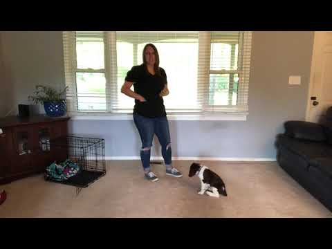 Blake - 1 week of training - 9 week old Springer Spaniel