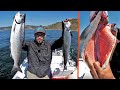 Fishing for Salmon SOLO in Pacific Ocean BRIGHT PINK MEAT