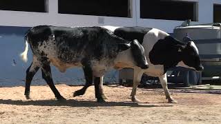 Vídeo 164 - 1ª ETAPA MEGA LIQUIDAÇÃO TOTAL AGROPECUÁRIA MARAJOARA - DIA 4 | GADO GIROLANDO E HOLANDÊS