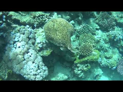 Stephen M Lloyd - Into The Fire (The Red Sea)