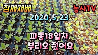 참깨재배, 파종 18일차 잘록병예방을 위해 부리오를 줬습니다. [농사TV]